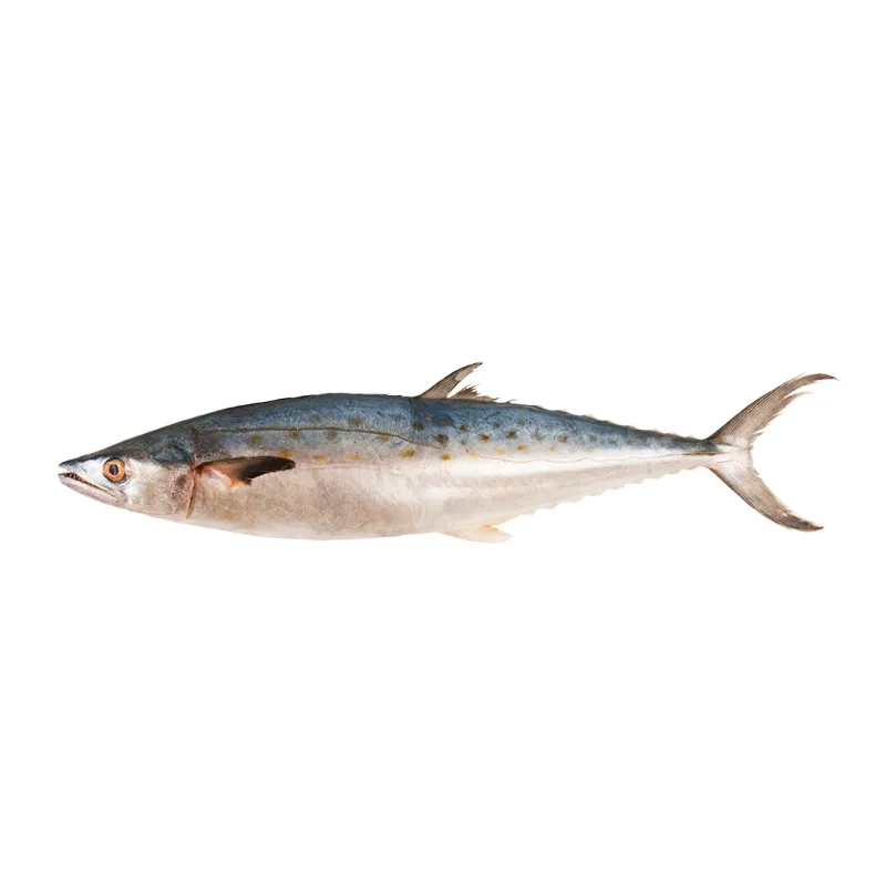Pescado sierra entero, sin tripas, 5 libras.